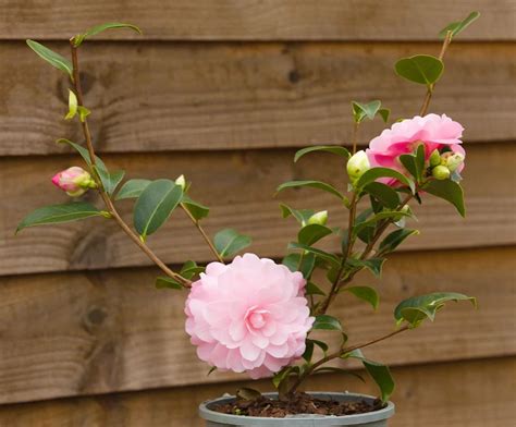 種茶花|茶花這樣種，花開爆棚！How to Grow Camellias？